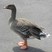 Bean Goose
